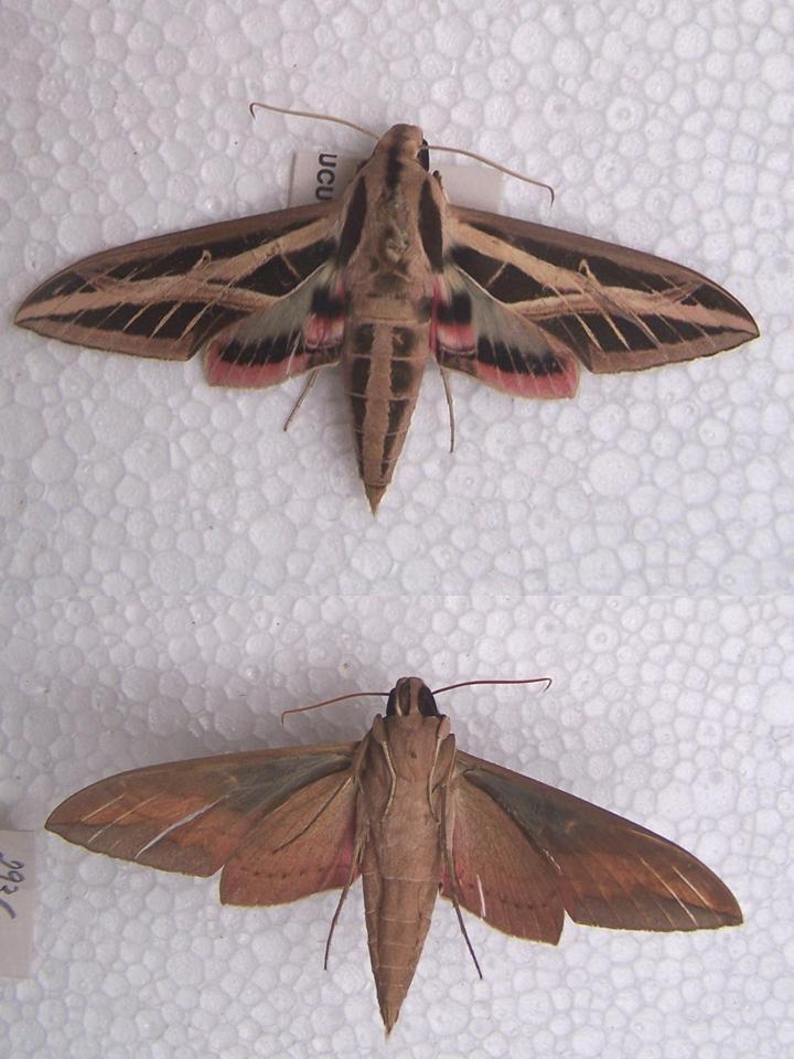 FIGURE 3h FIGURE 3h
